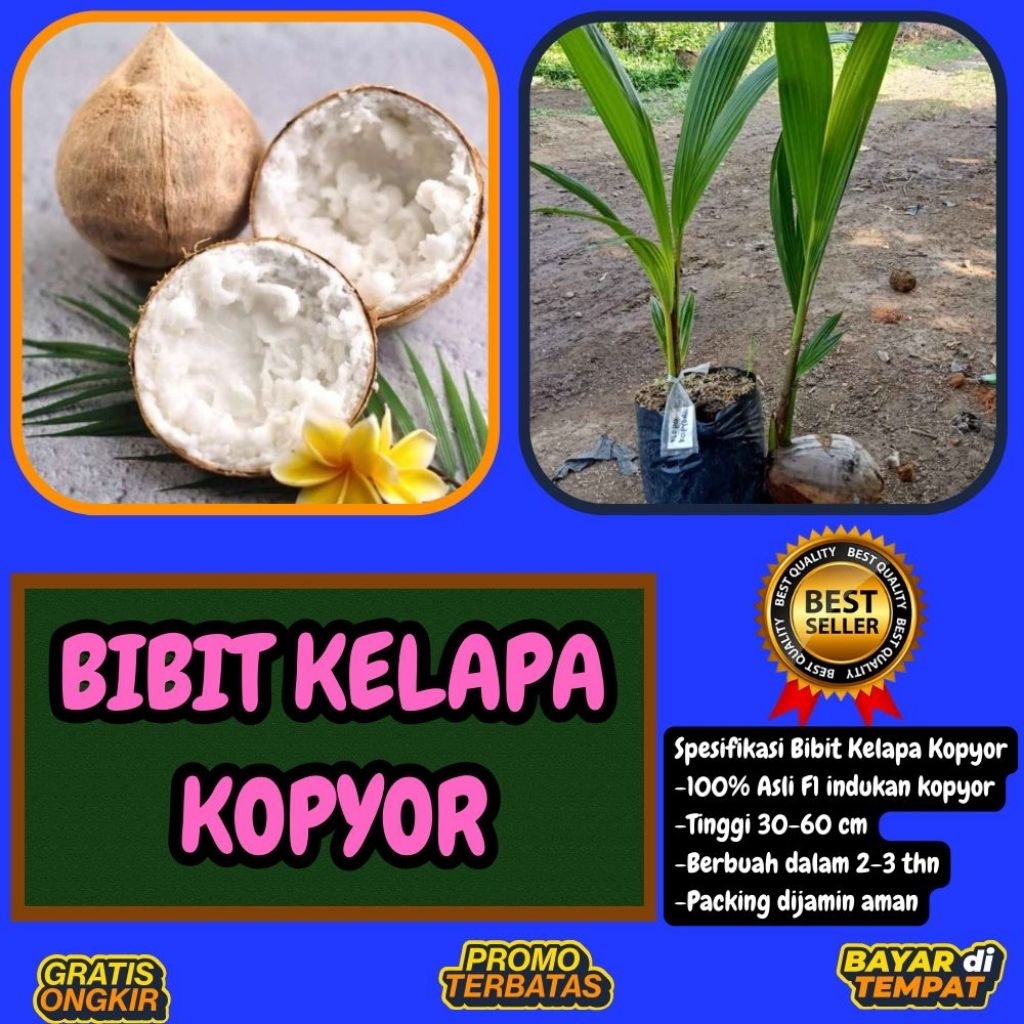KUALITAS UNGGULAN  Bibit Kelapa Kopyor Madu, Bibit Kelapa Kopyor Super, Bibit Kelapa Kopyor Terdekat