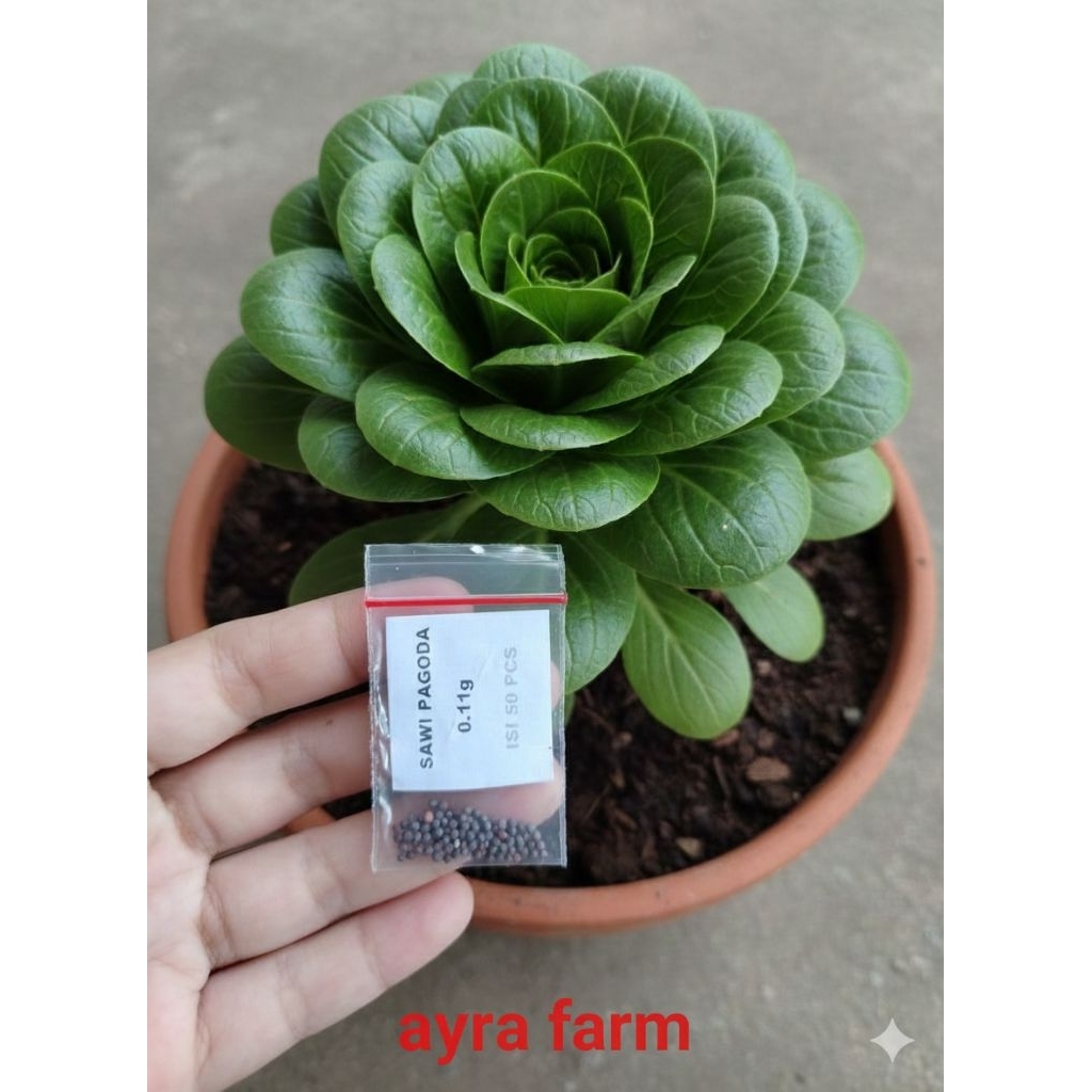 bibit sawi pagoda / benih sawi pagoda / biji sawi pagoda