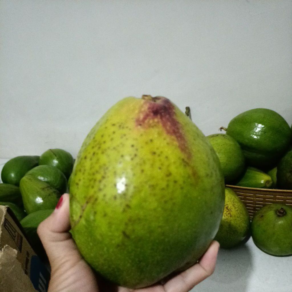 Alpukat Aligator dan Markus
