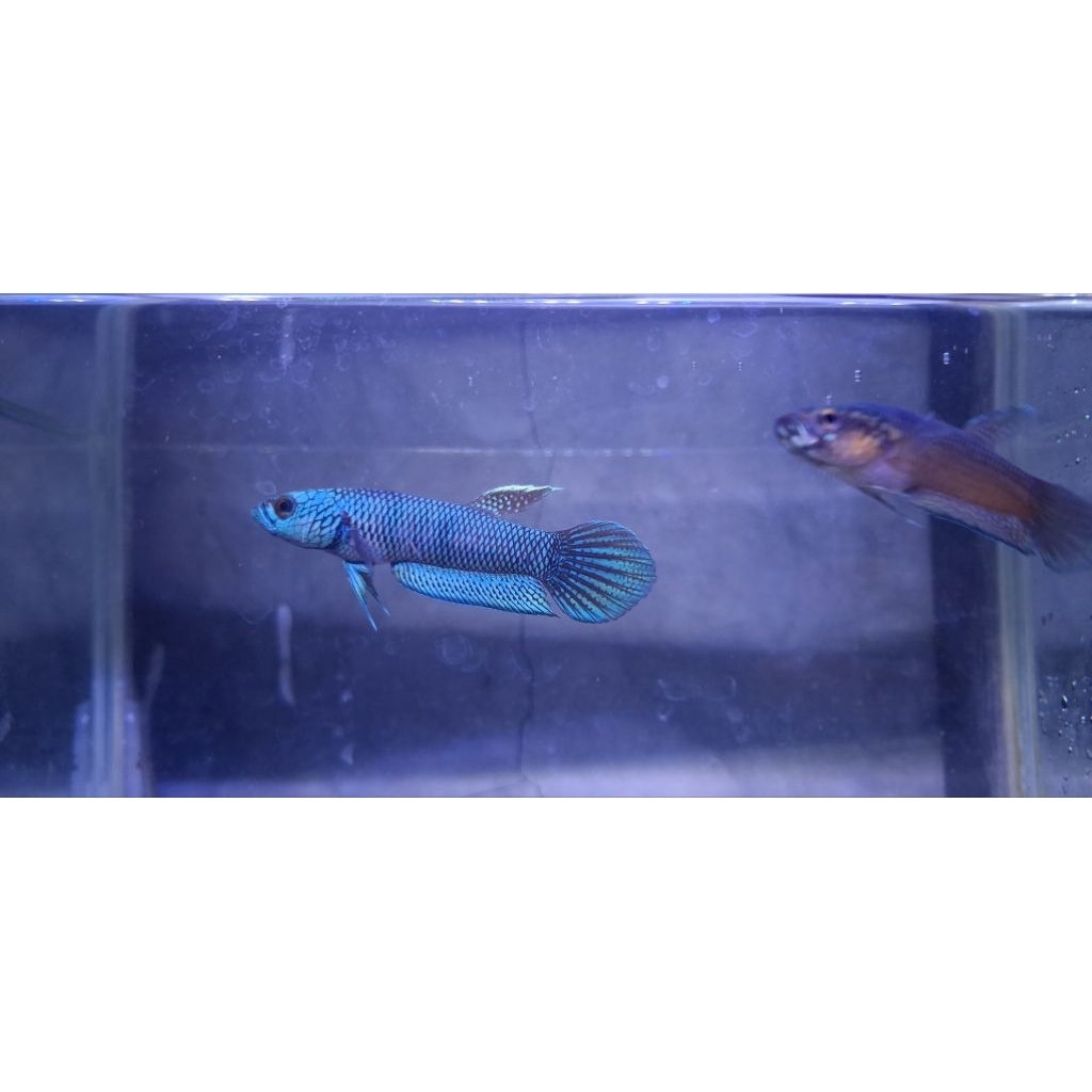 Wild Betta Antuta Termurah dan bergaransi