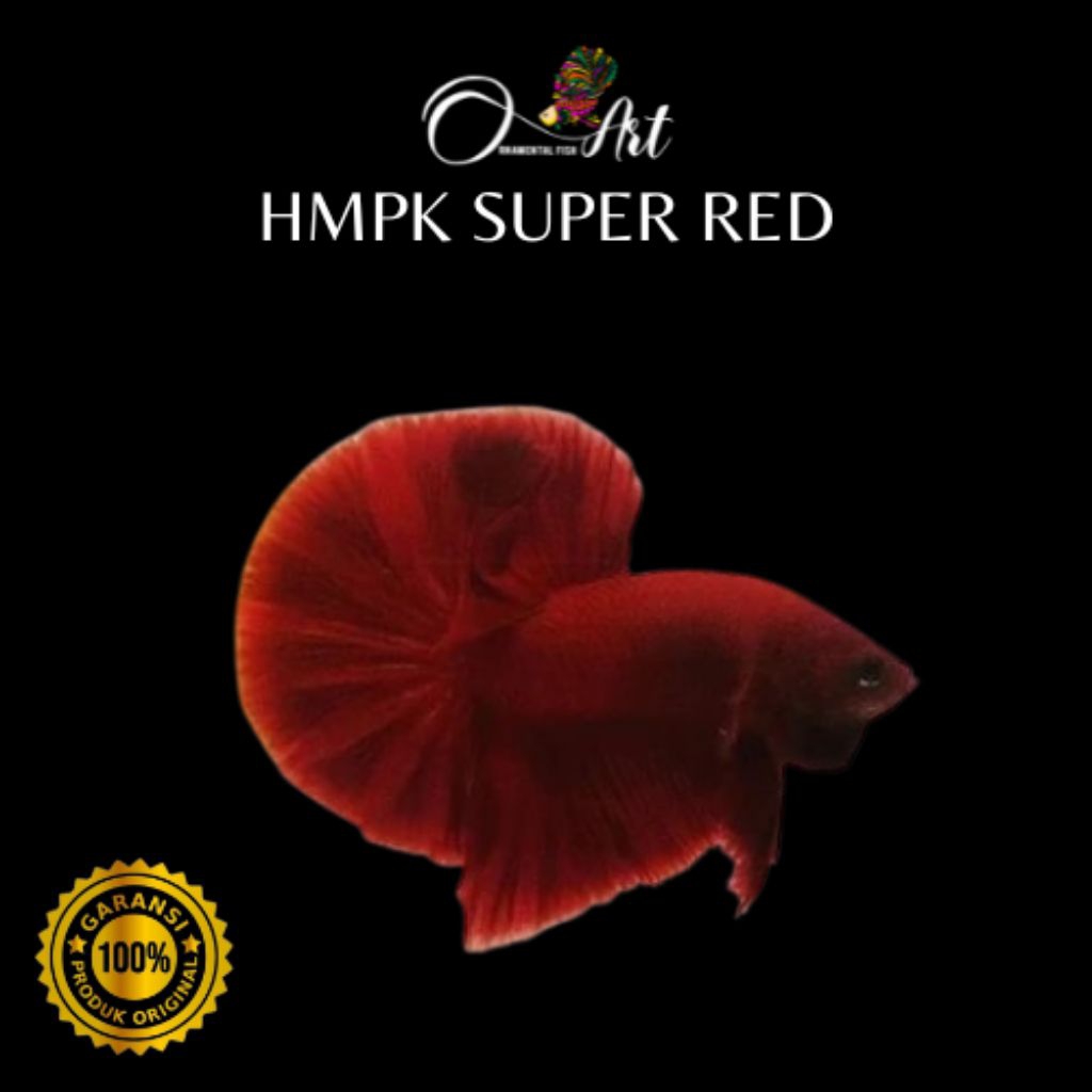 Hiasan aquarium Cupang Hmpk Super Red Jantan Size S-M Random