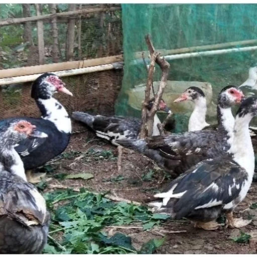 Daging Entog Manila Fresh