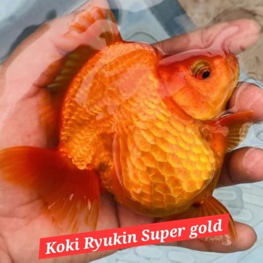 ikan koki ryukin super gold