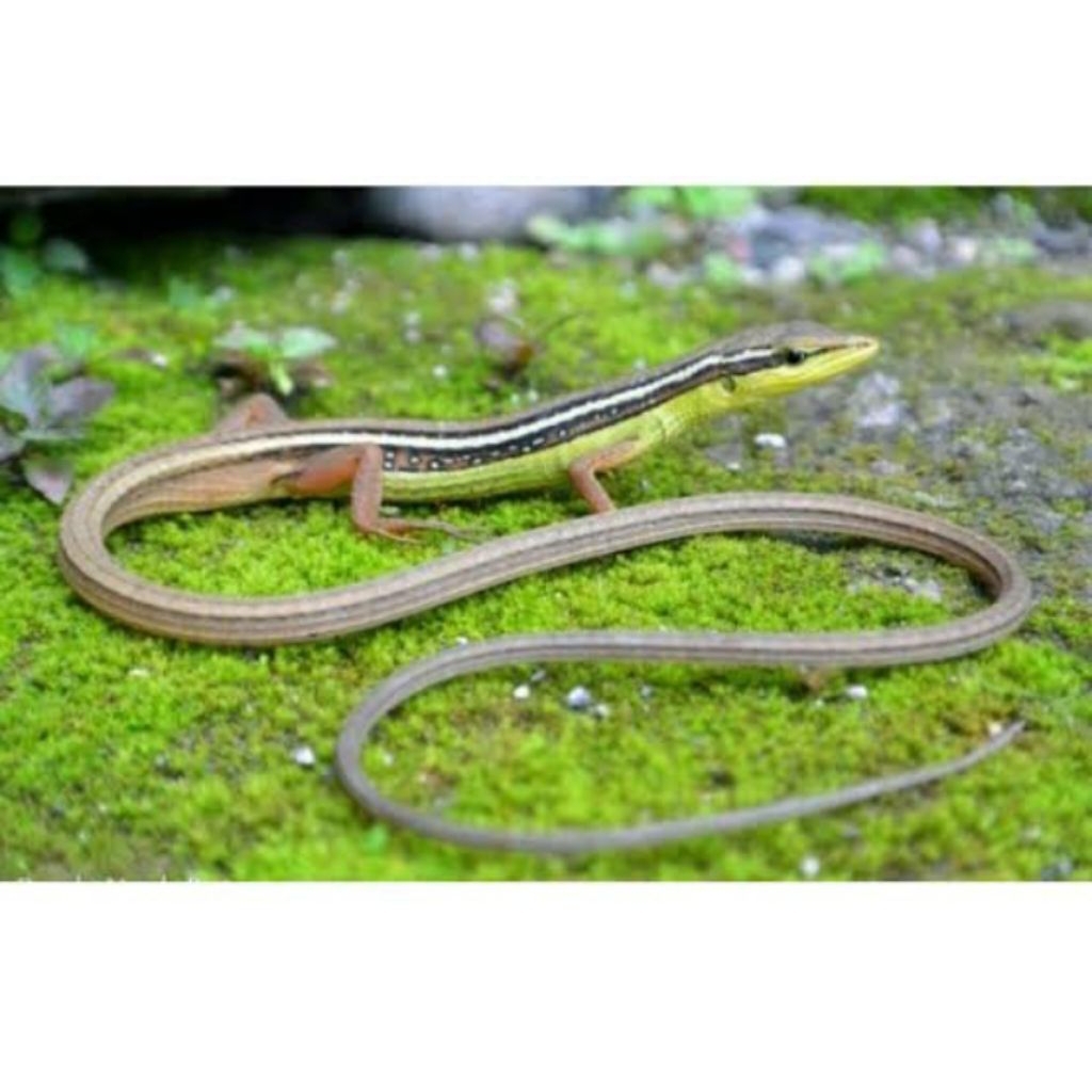 Kadal Rumput Maenan Kadal Langit Olo onyon /ekor