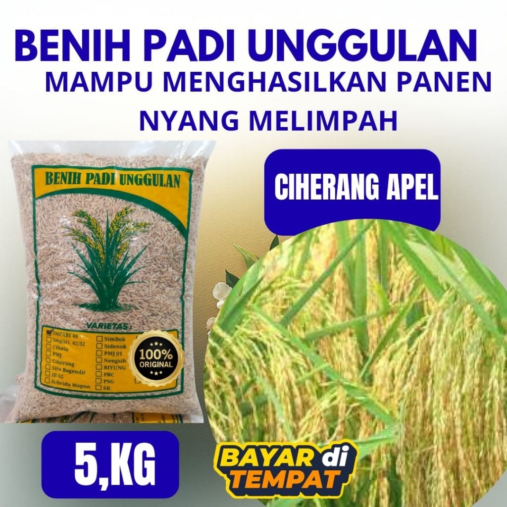 Benih padi unggulan super berkualitas CIHERANG APEL kemasan 5kg benih padi Ciherang apel