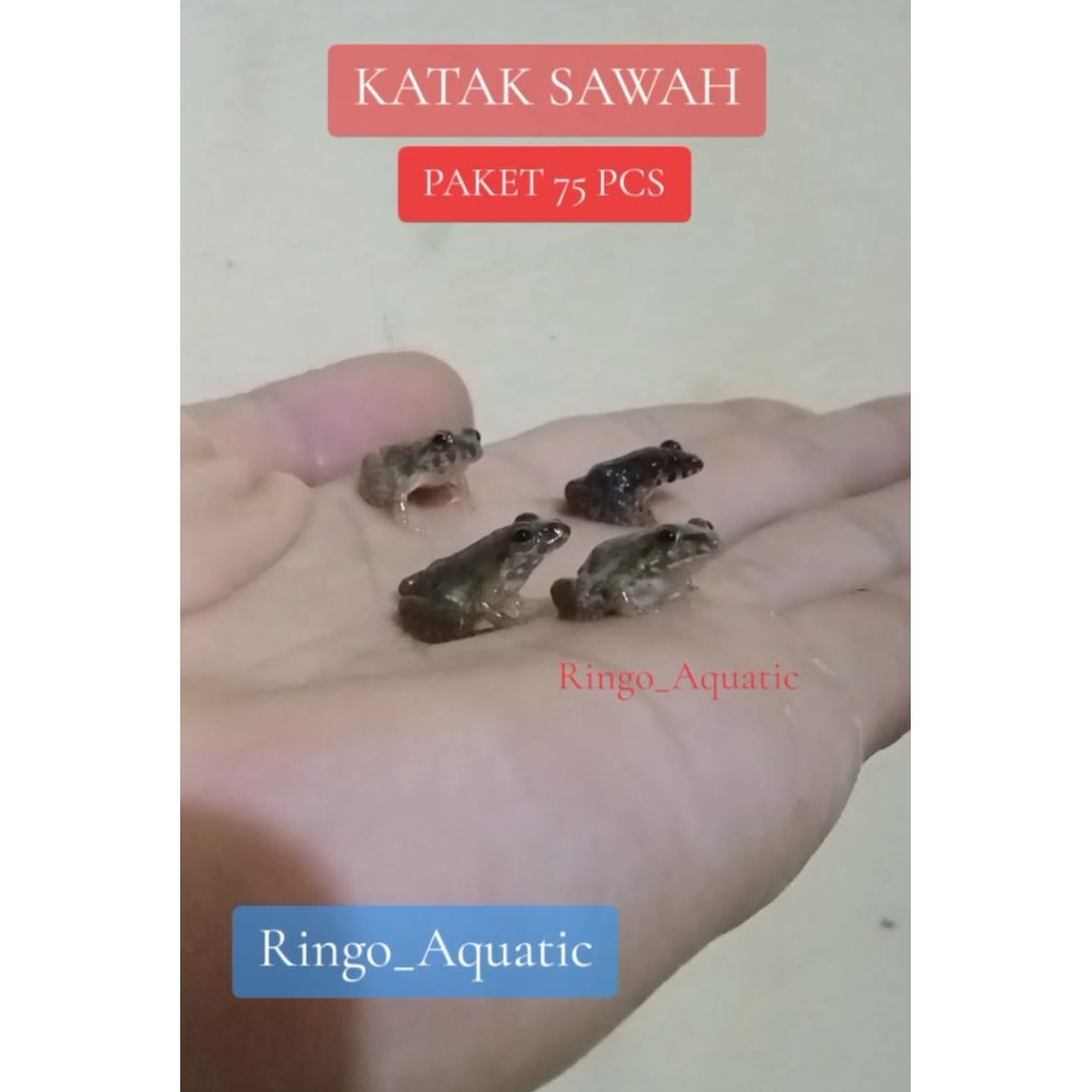 Katak Sawah Paket 75 pcs Pakan alami ikan predator arwana channa toman oscar louhan