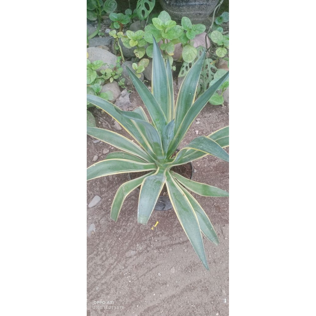 Tanaman Agave King uk Medium