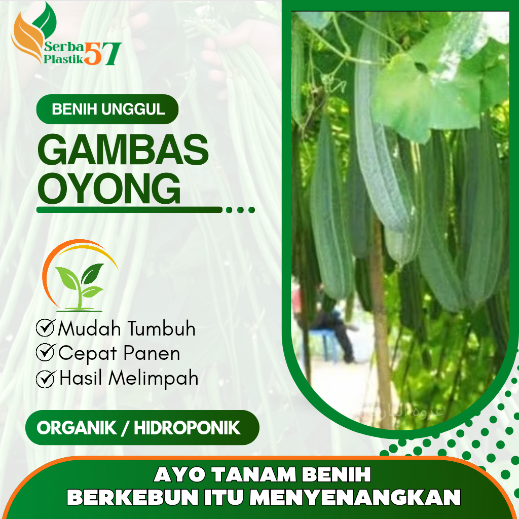 BIJI GAMBAS HIJAU / BENIH GAMBAS OYONG / BIBIT UNGGUL GAMBAS OYONG SAYUR SIAP TANAM