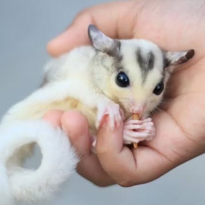 INDUKAN SUGAR GLIDER MOZAIC Tupai Terbang Sugar Glider HARGA MURAH SIAP BREEDING KAWIN