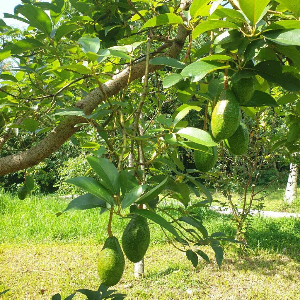 Entres Alpukat Red Vietnam