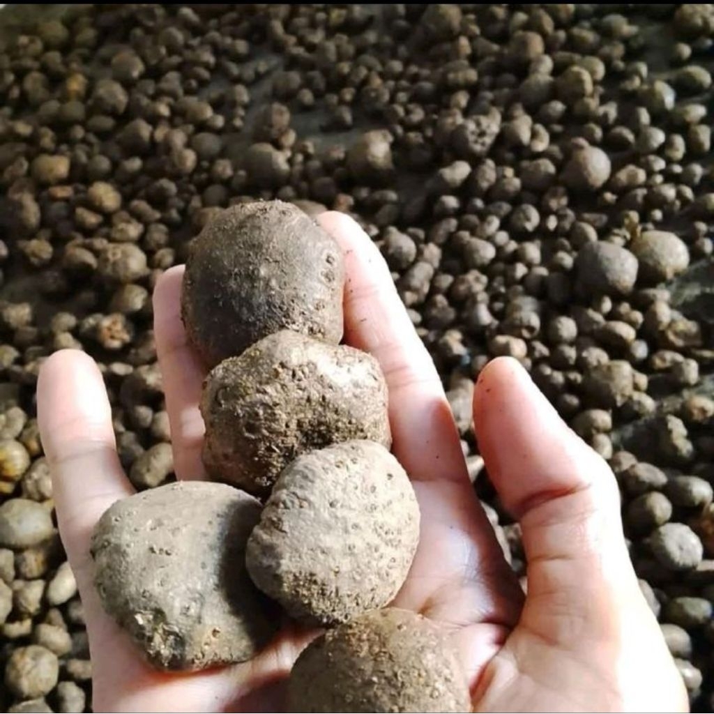 Bibit Porang, katak super 1kg isi 100-150