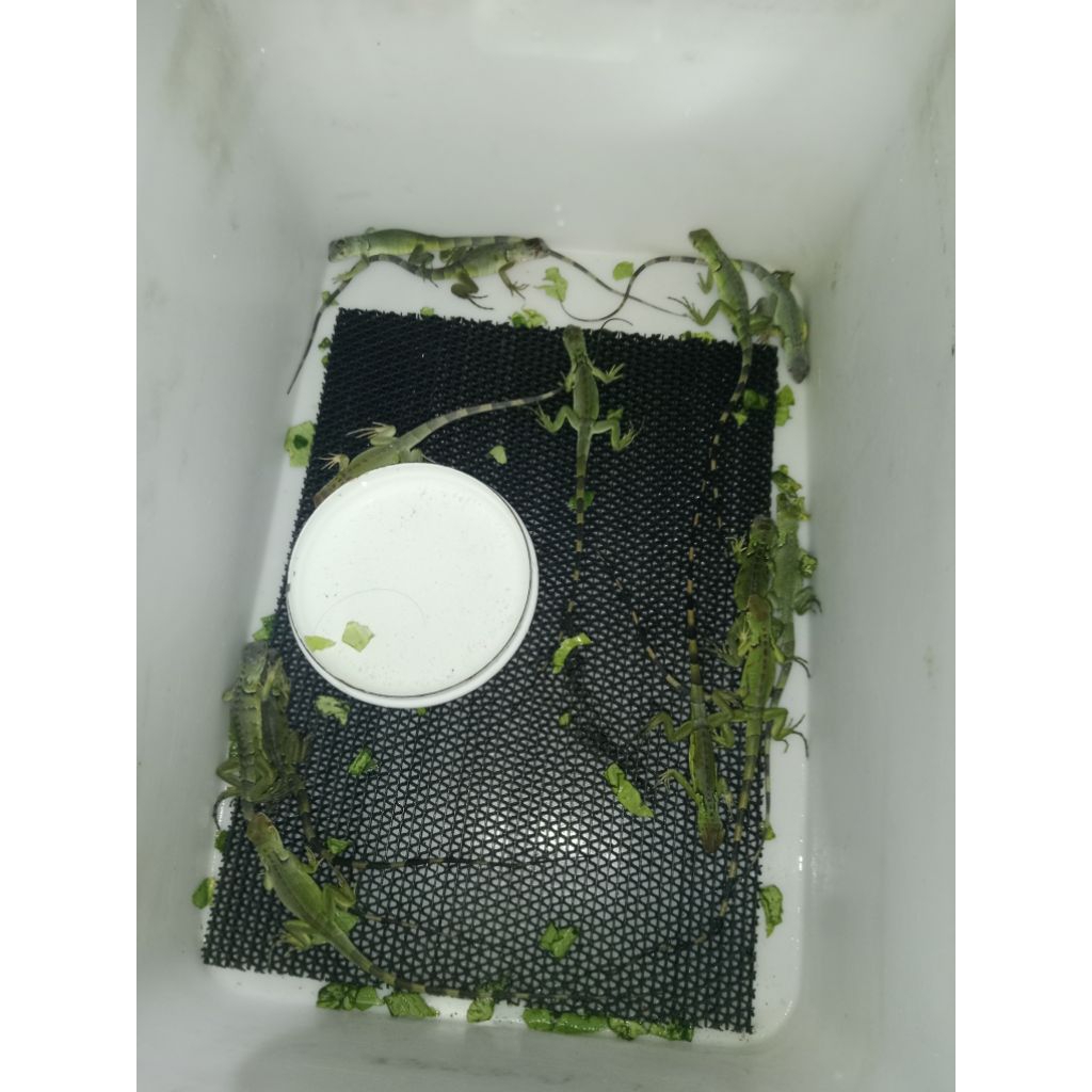 Baby iguana super red 25-30cm