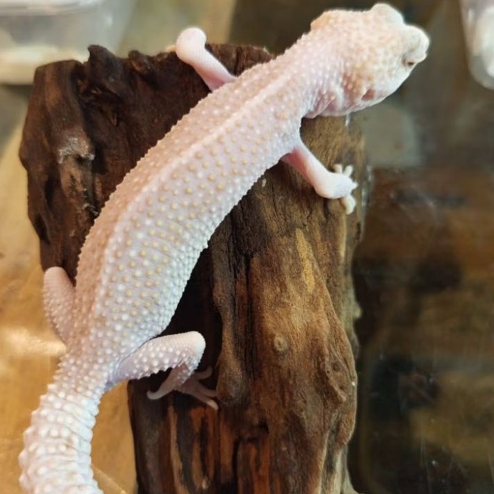 PELET GECKO INDUKAN DATA LENGKAP BEBAS PILIH MORPH