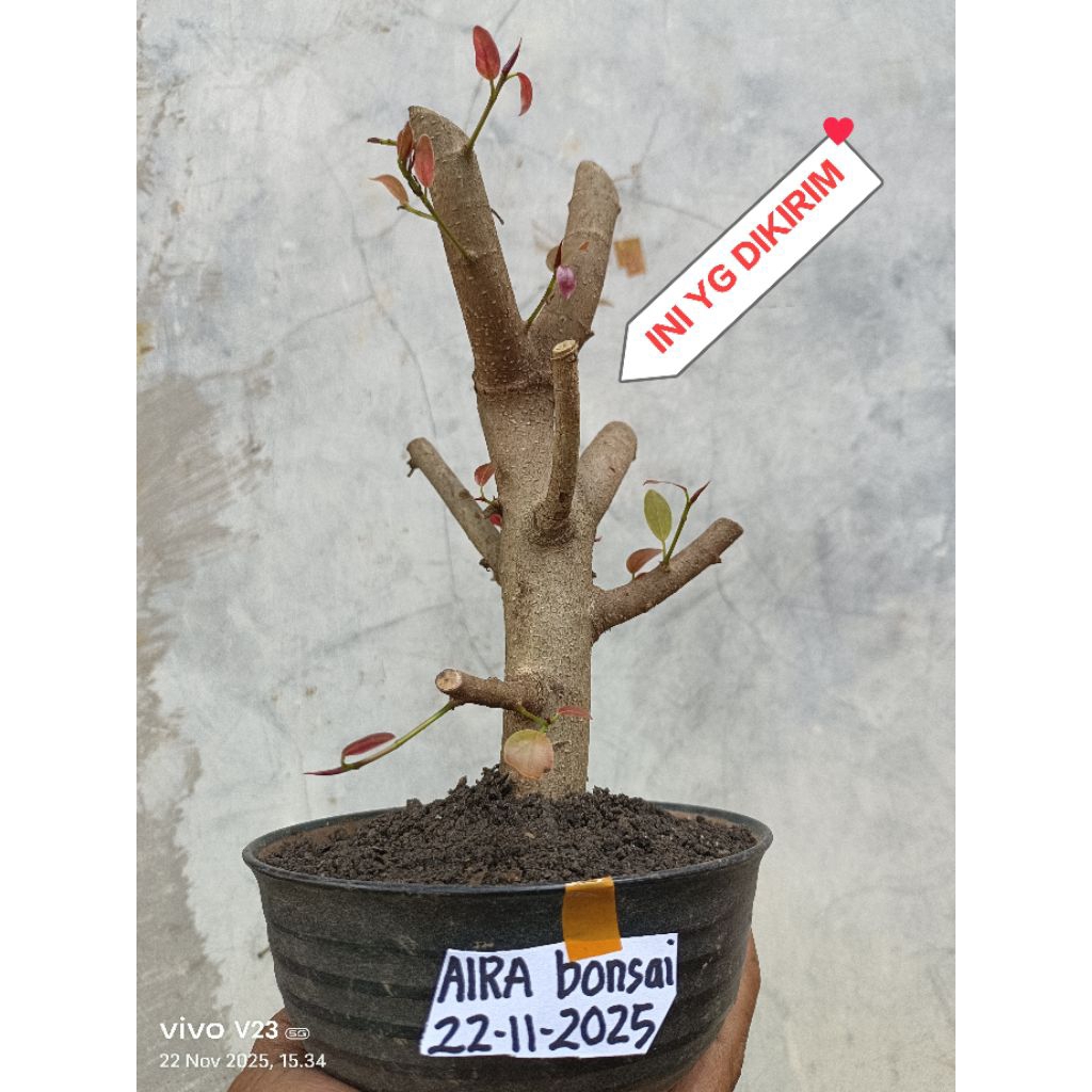 bahan bonsai iprik silver original pucuk merah