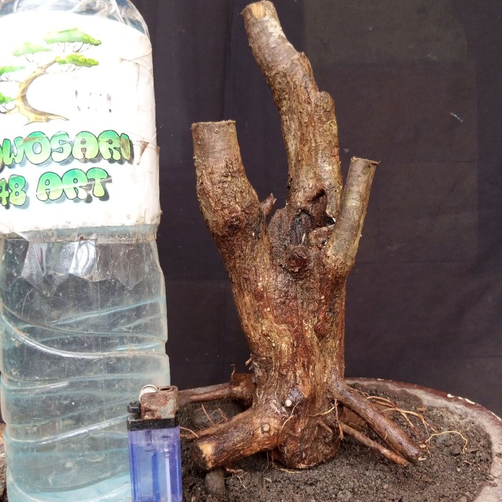 Bahan Bonsai Gulgum atau Gulo Gumantung Mbogel Formal Small Size Real Pict