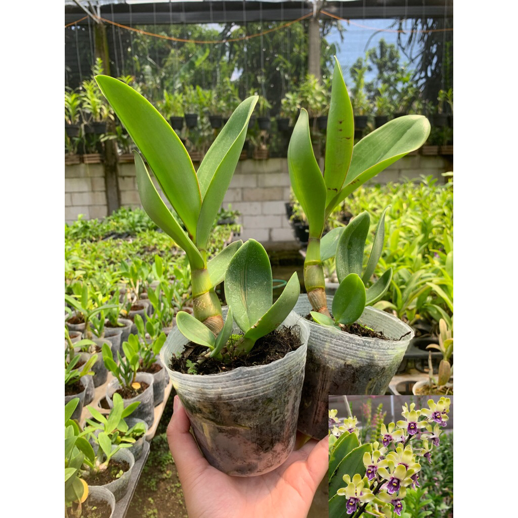 Anggrek Besi / Dendro Violaceoflavens