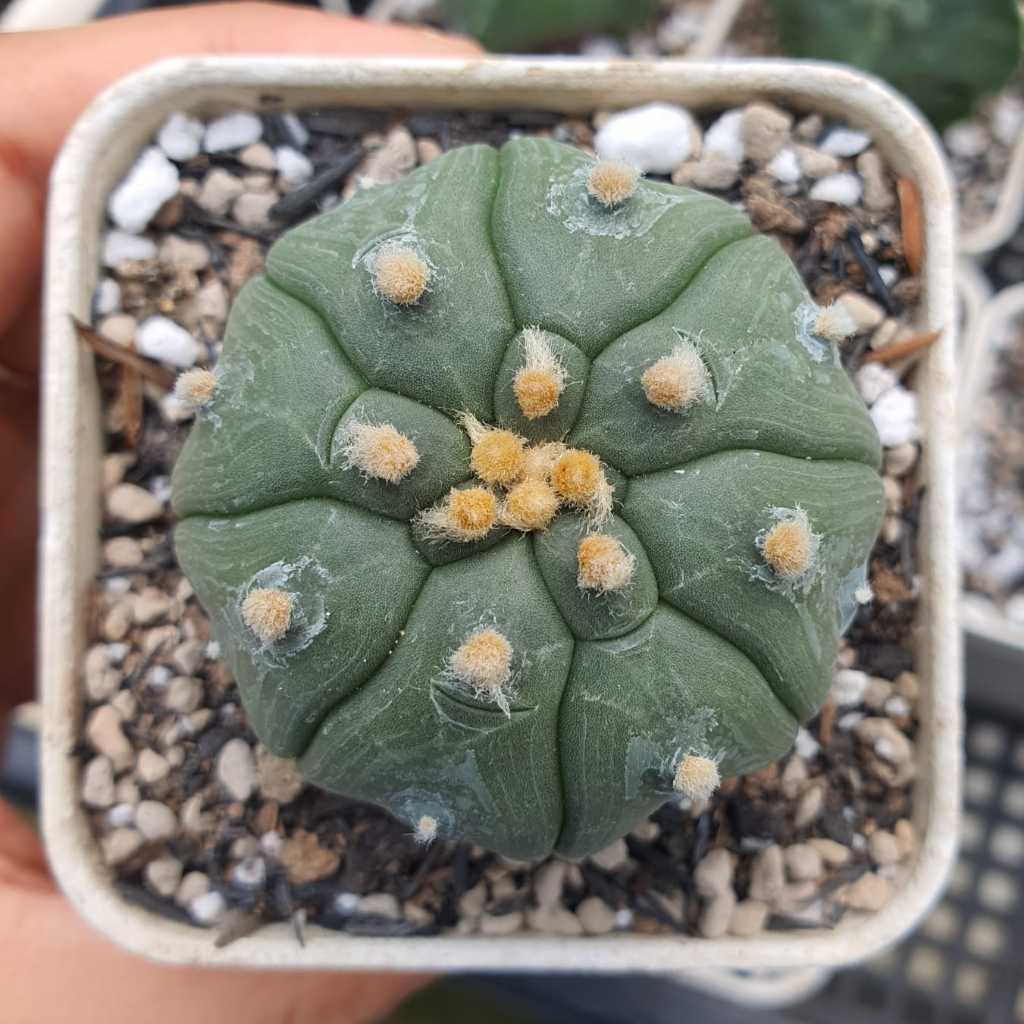 Kaktus Astrophytum Kikko Turtle