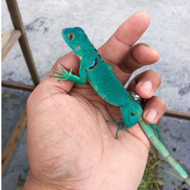 koleksi blue red iguana anakan -+ 30cm