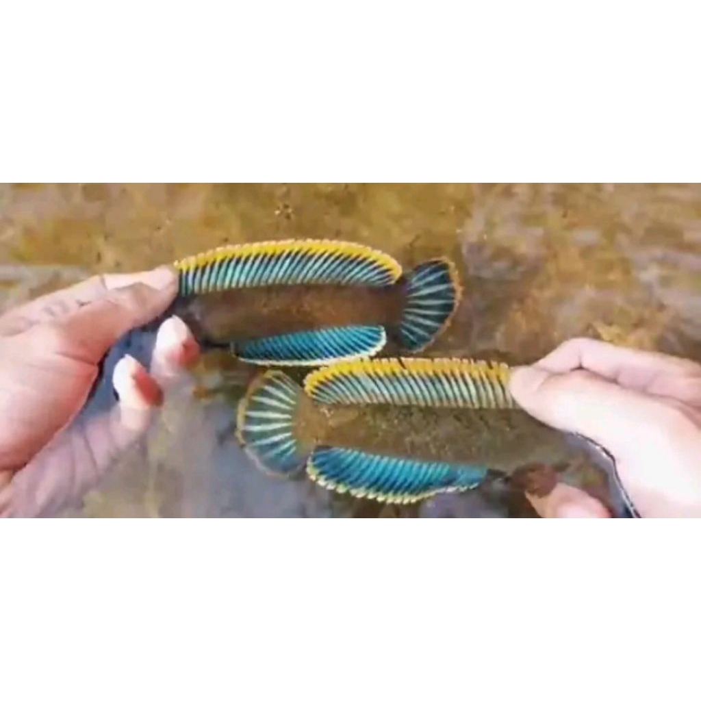 Channa Limbata PAIR (isi 2ekor)  size 14-19cm Rim tebal Gondrong