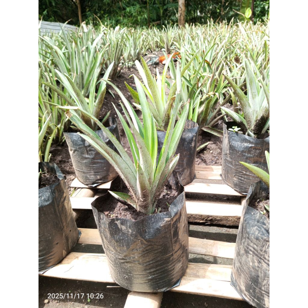 Bibit nanas madu tanpa duri 15 batang