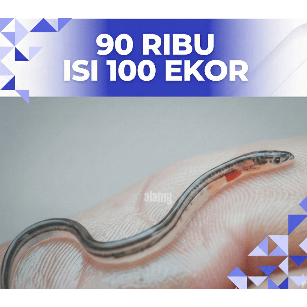 Benih Ikan Sidat Hidup Grade A - Bibit Ikan Sidat - Siap Budidaya Di Aquarium / Terpal