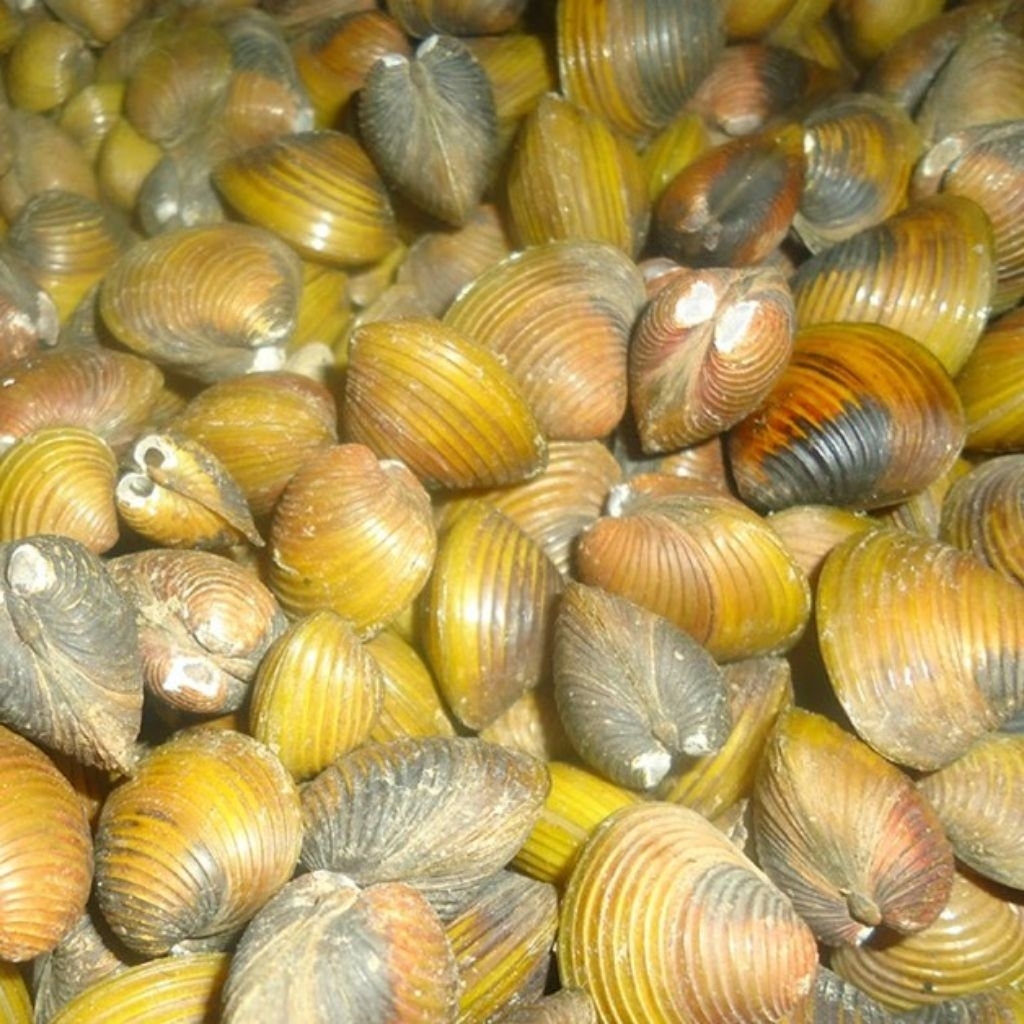 kerang kuning air tawar harmis remis HIDUP