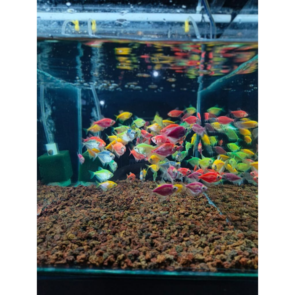 PAKET 10 EKOR  IKAN  HIAS AIR TAWAR GLOFISH WARNA WARNI