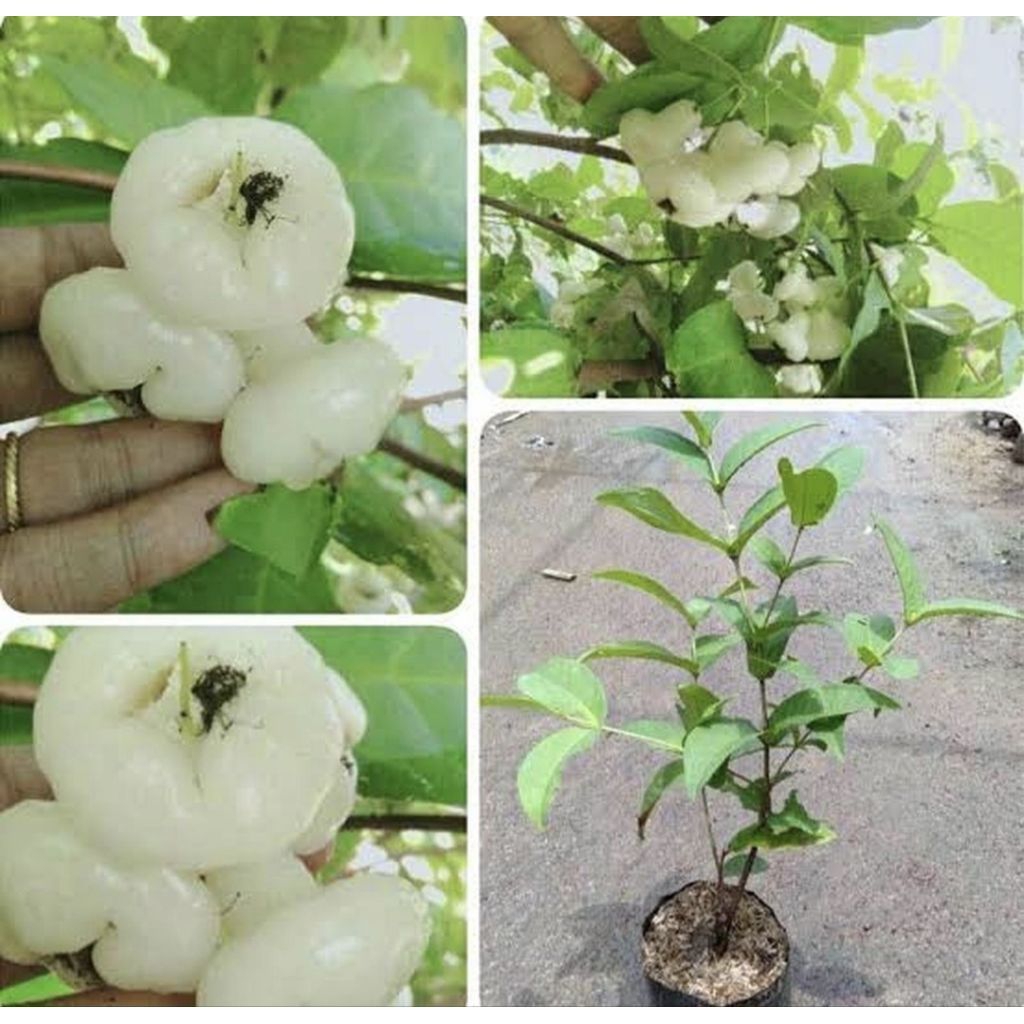 Tanaman Pohon Jambu Kancing Putih Okulasi/ Bibit Pohon Jambu Air Putih