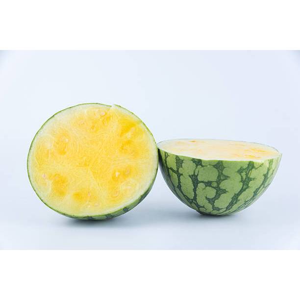 BIBIT SEMANGKA NON BIJI KUNING TERSUBUR