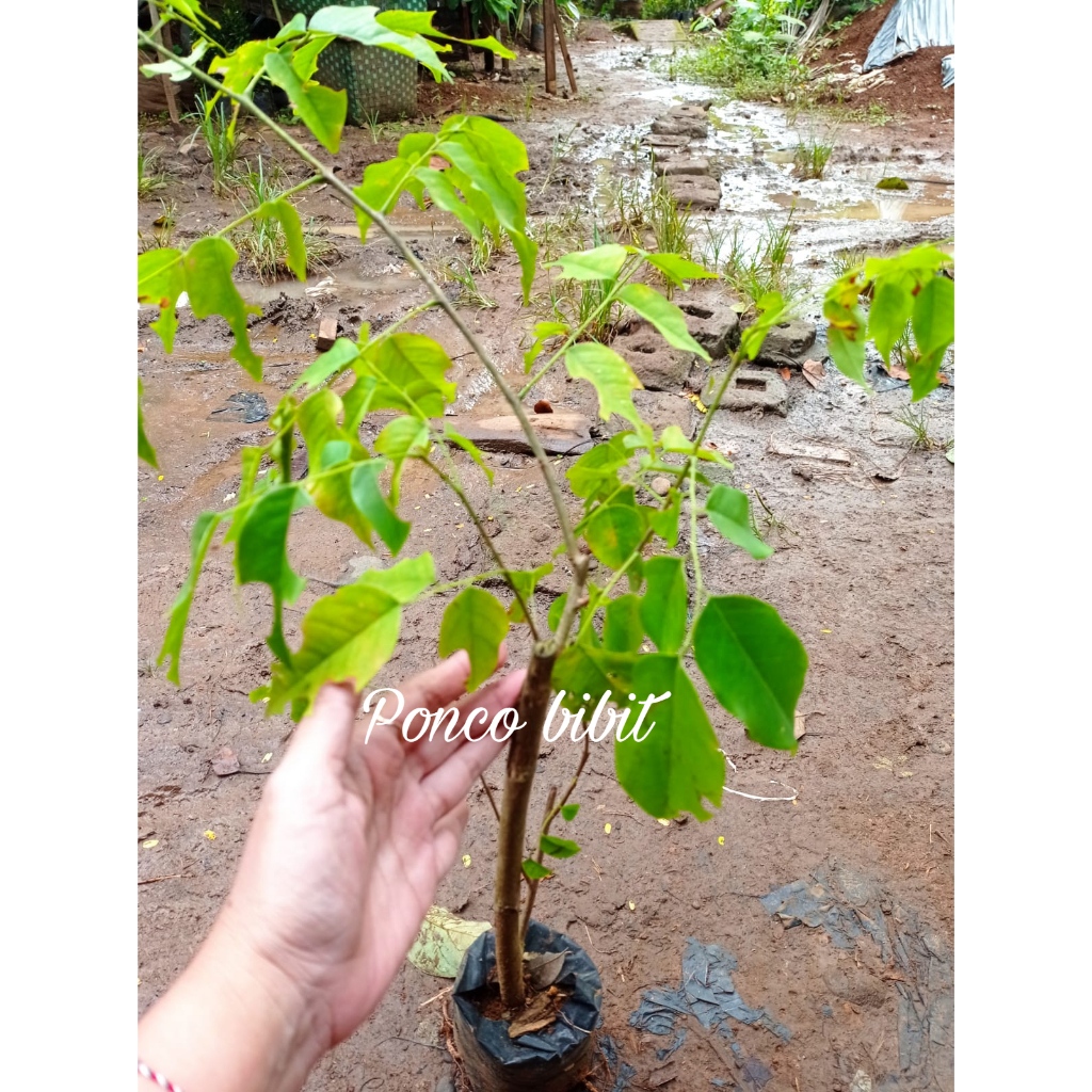 Sudah Berakar - Bibit tanaman Kayu angsana - Motif Kayu Unik Cocok Untuk Furniture