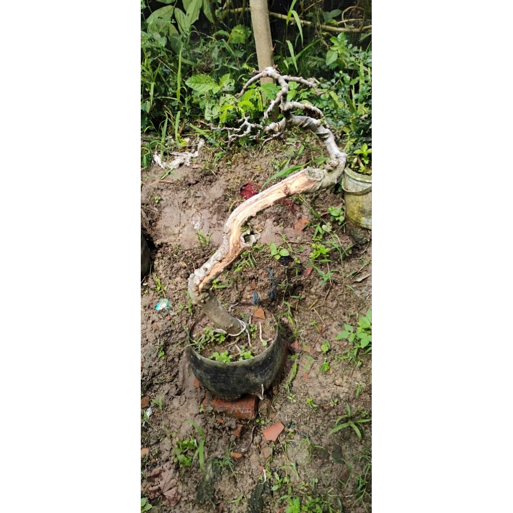 bonsai serut bonsai jadi siap pajang bonsai kontes bonsai jadi bonsai bunjin