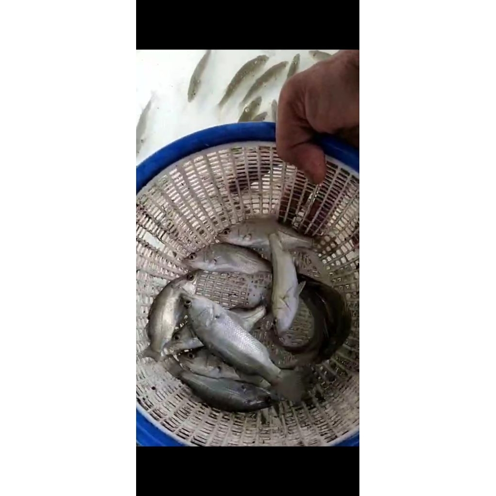 kakap baramundi air tawar size 10cm