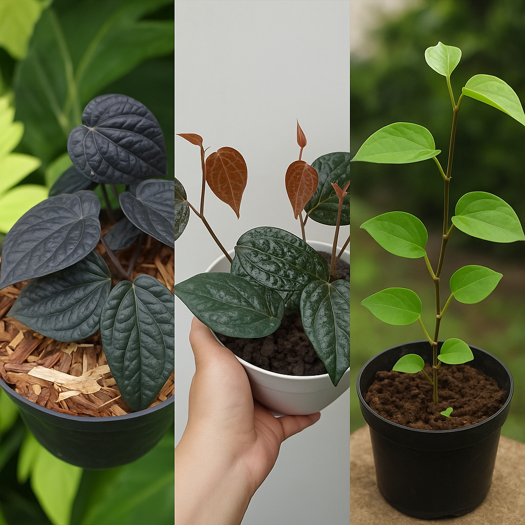 Paket 3 Bibit Sirih Hijau I Sirih Merah I Sirih Hitam Super Siap Tanam Sudah Rimbun Bibit Herbal Tum