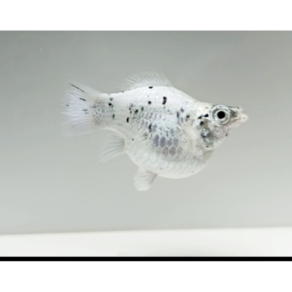 MOLLY BALON MARBLE DALMATIAN