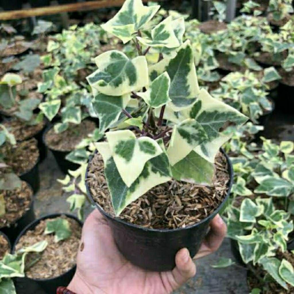 Tanaman hias rambat englis Ivy varigata - Tanaman gantung Ivy varigata