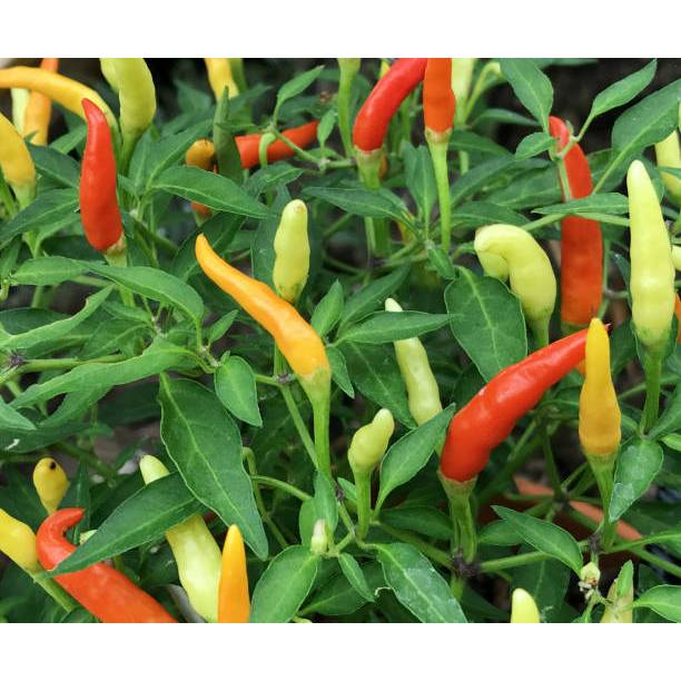 BIBIT CABAI RAWIT VIRAL UNGGUL TERBAIK