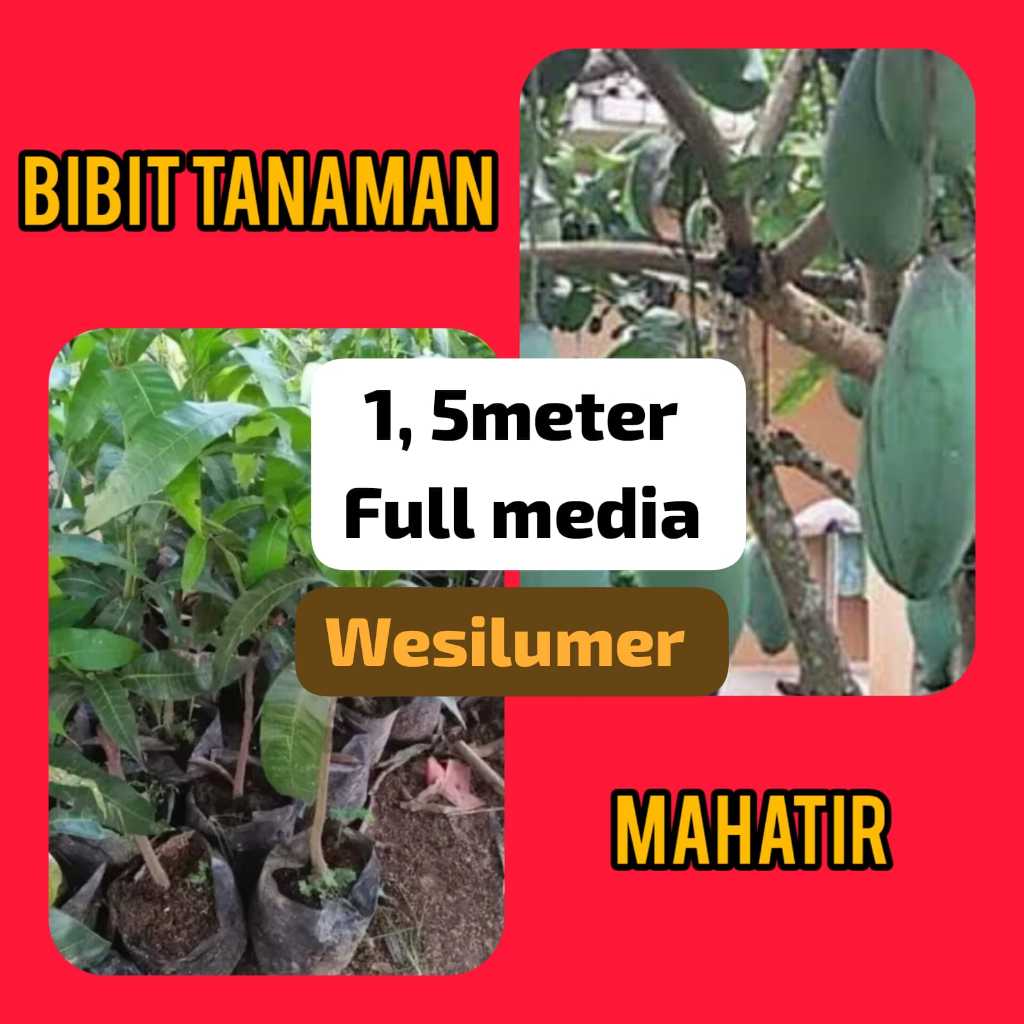 Bibit mangga Mahatir 1.5 Meter Up Full Media
