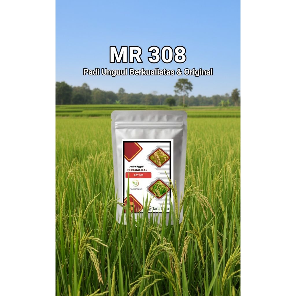 benih padi unggul MR 308
