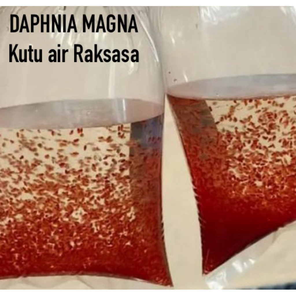 Daphnia Magna DM / Kutu air Raksasa / Kutir Jumbo