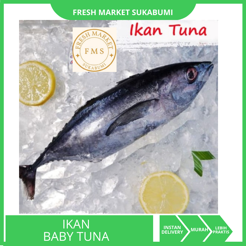 Ikan Baby Tuna Segar 1 Ekor Berat 700gr - 950gr