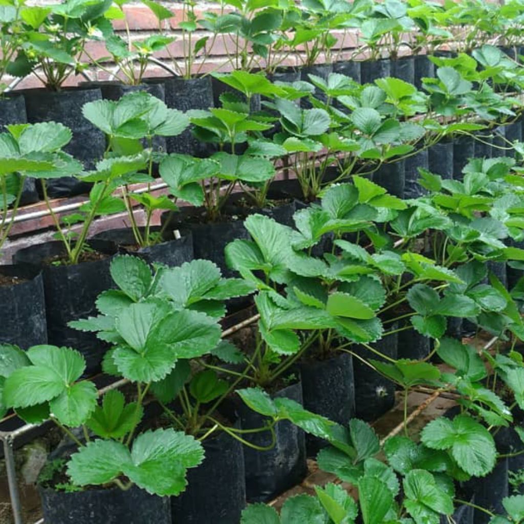 Bibit Stroberi Jumbo Siap Berbuah | Tanaman Stroberi Buah Besar Manis | Bibit Unggul Cepat Panen