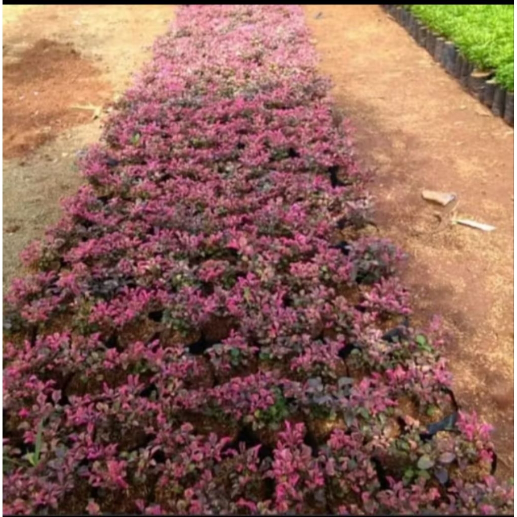 TANAMAN HIAS KROKOT MERAH tanaman hias Outdoor dengan bunga kuncup