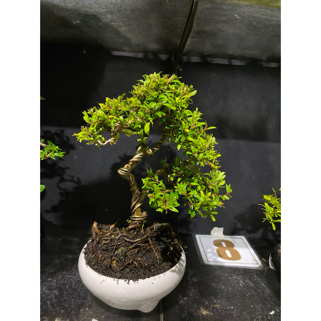 bonsai cendrawasih