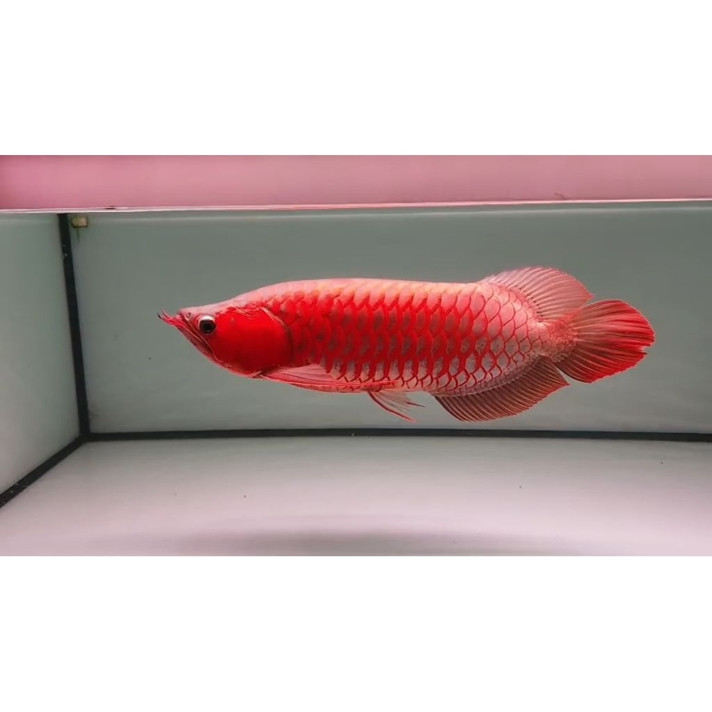 arwana super red sumo otw ngeblok