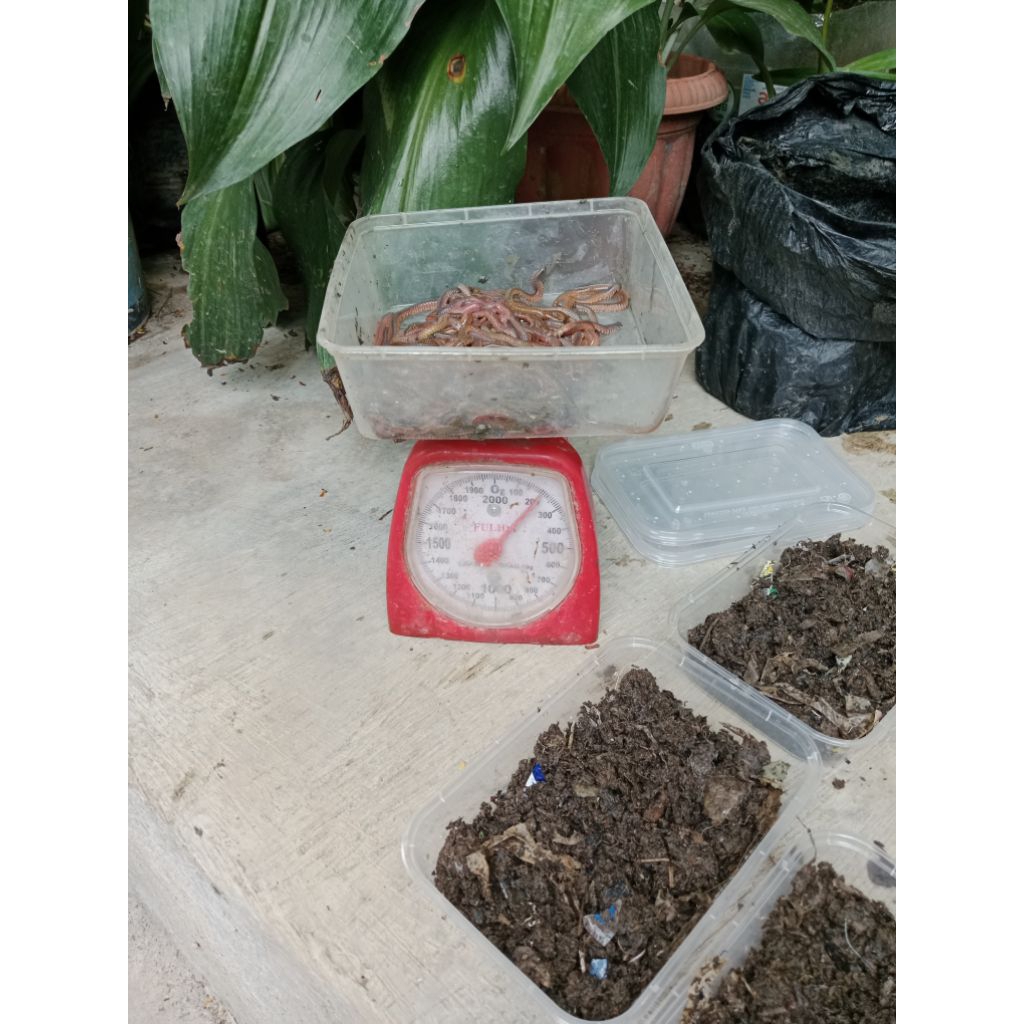 cacing laut naga merah untuk umpan mancing ikan laut maupun ikan air tawar 1/2 kg