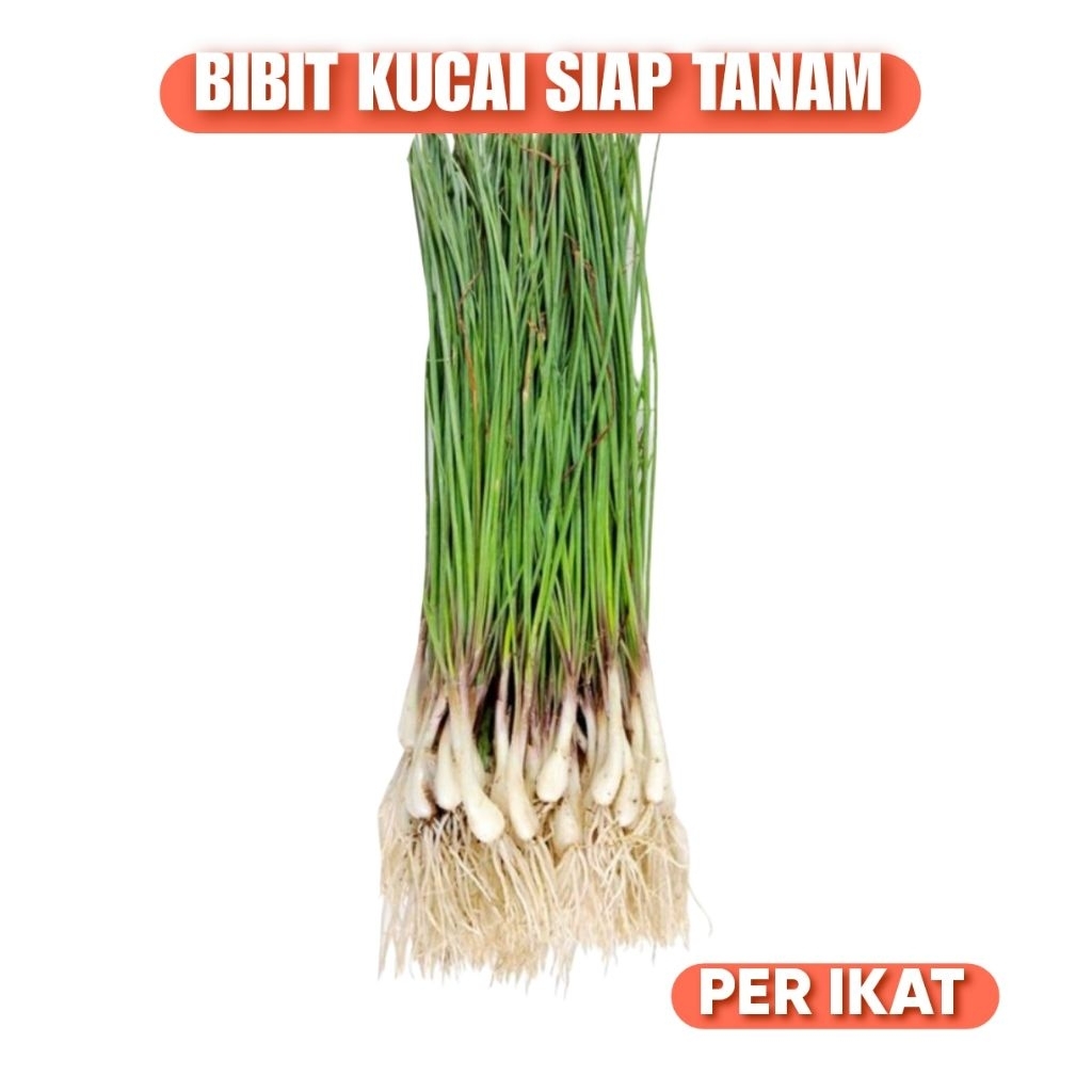 Bibit Sayur Kucai Kuncay Fresh Organik Per Ikat