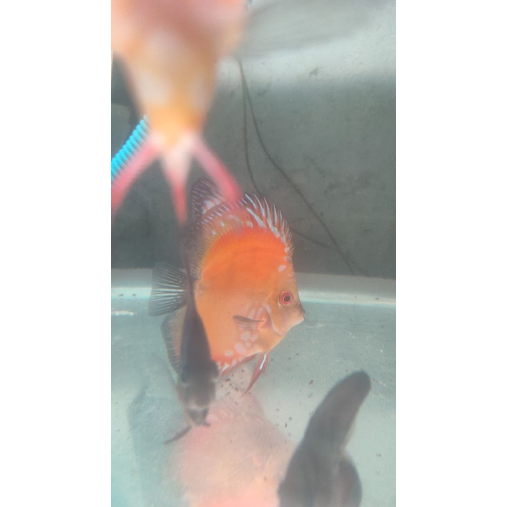 Discus Golden Malboro HB 4"