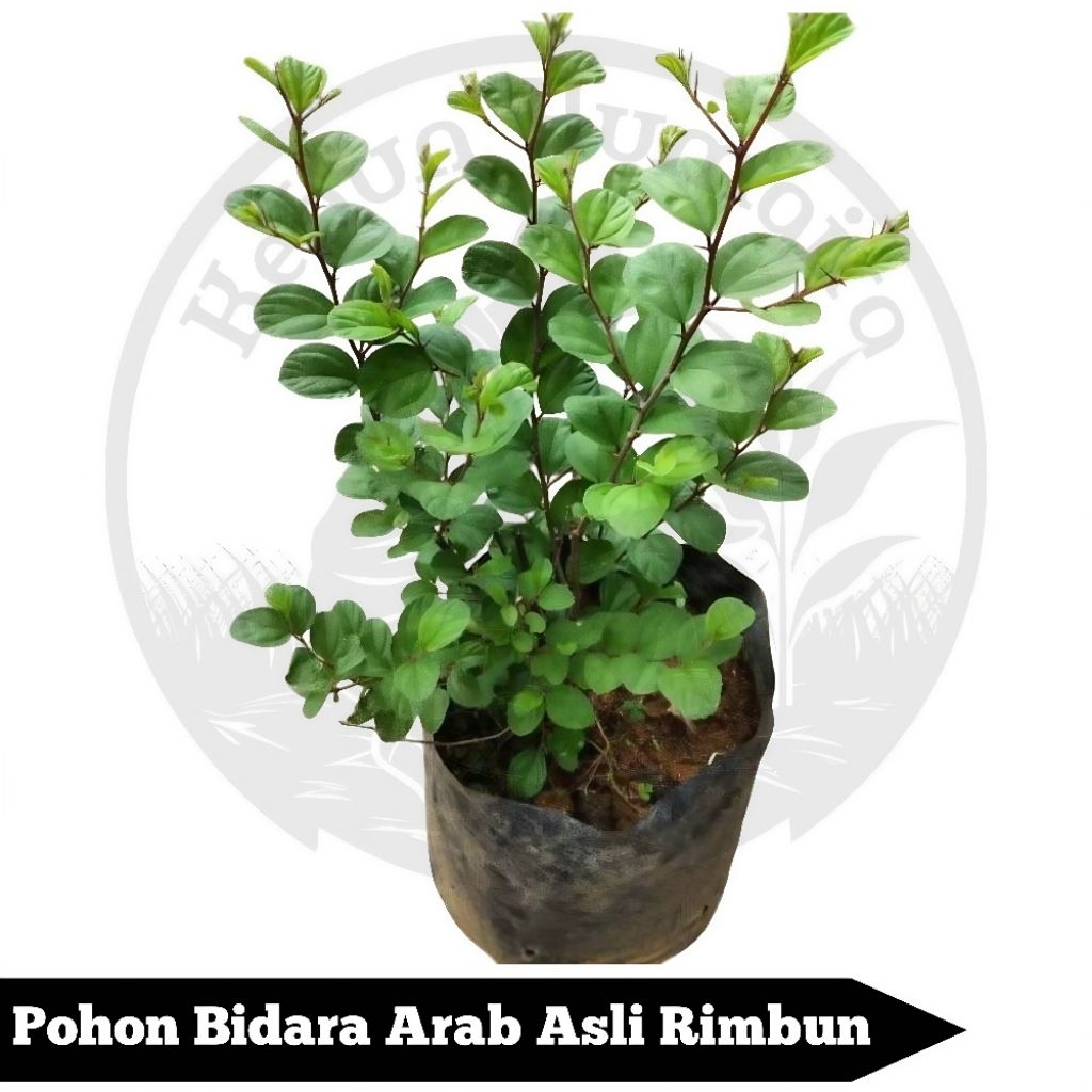 Pohon Bidara Arab Asli Rimbun Tinggi 30 Cm Tanaman Bidara