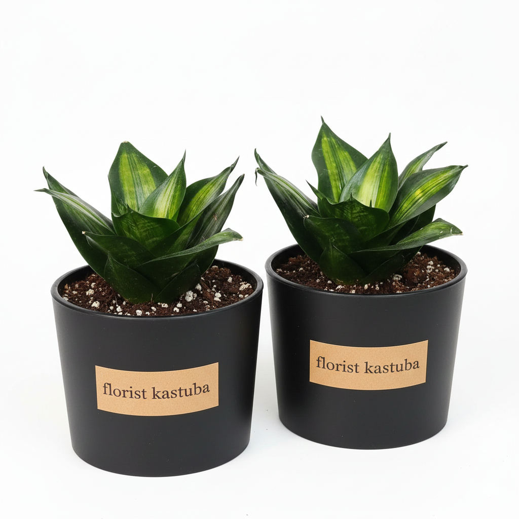 Tanaman sensivera Green Mould Varigata murah