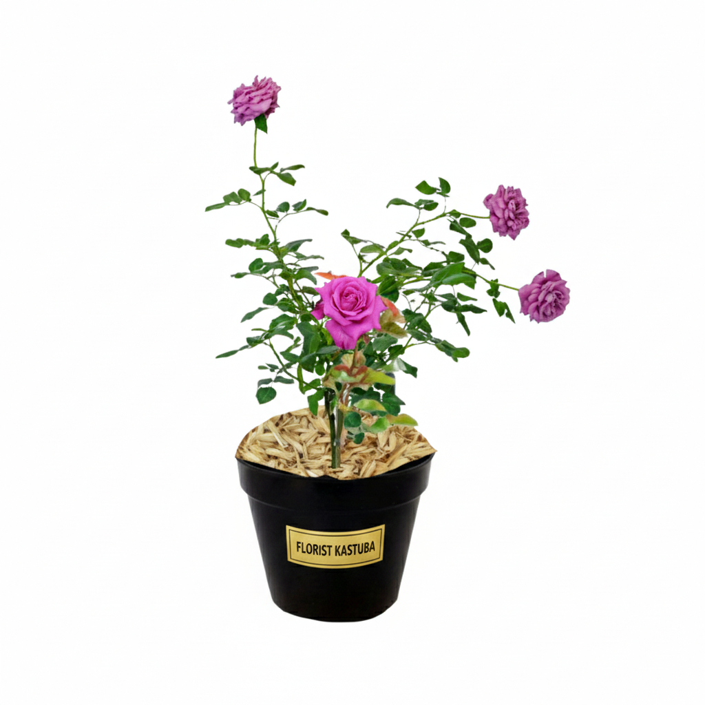 tanaman hias bunga mawar import claude brasseur